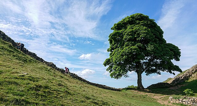 Sycamore Gap Image credit: Gordon Leggett via Wikimedia Commons
