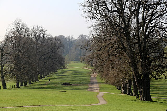 trees tree forest Image credit: Acabashi via Wikimedia Commons