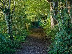 I Love Trees trees in a forest Image credit: Acabashi via Wikimedia Commons