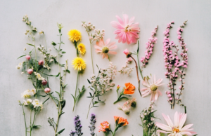 Linskill Nursery’s Wild Garden: A Natural Wonderland for Little Explorers
