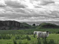 POETRY: the sycamore gap.