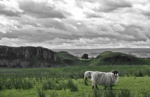 POETRY: the sycamore gap.