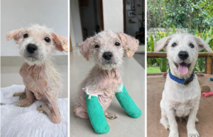 North Tyneside Woman Raising Funds to Bring Rescued Bali Puppy to the UK for a Second Chance at Life