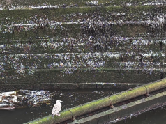 One Week On: The Nurdle Spill That Mobilised a Community